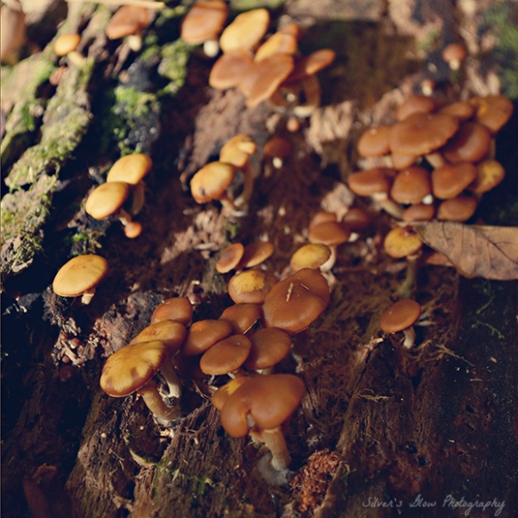 A group of tiny orange mushrooms growing from a decaying log.